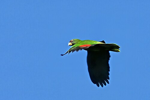 Jaco parrot Amazona arausiaca ♂ Dominica