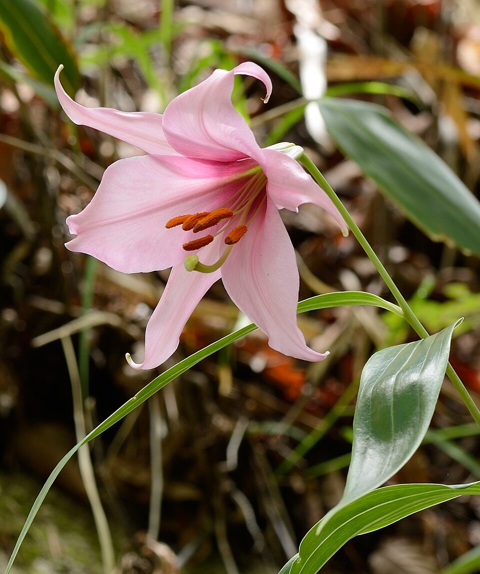 File:Lilium japonicum 'Hyuga form' 2.jpg