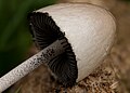 Close up of cap and gills with black spores