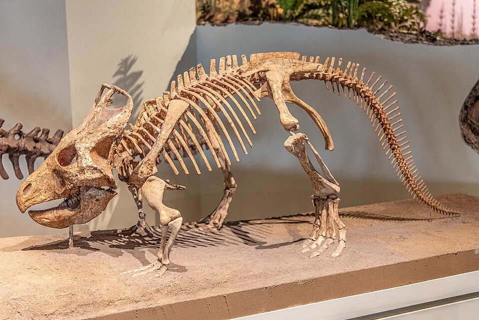 File:Protoceratops FMNH PR 14064.jpg