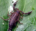 Scorpion