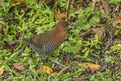 White-throated crake Rufous-faced) (Laterallus albigularis Colombia g