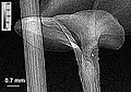 Thumbnail for version as of 06:36, 14 December 2015