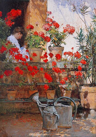 Geraniums
