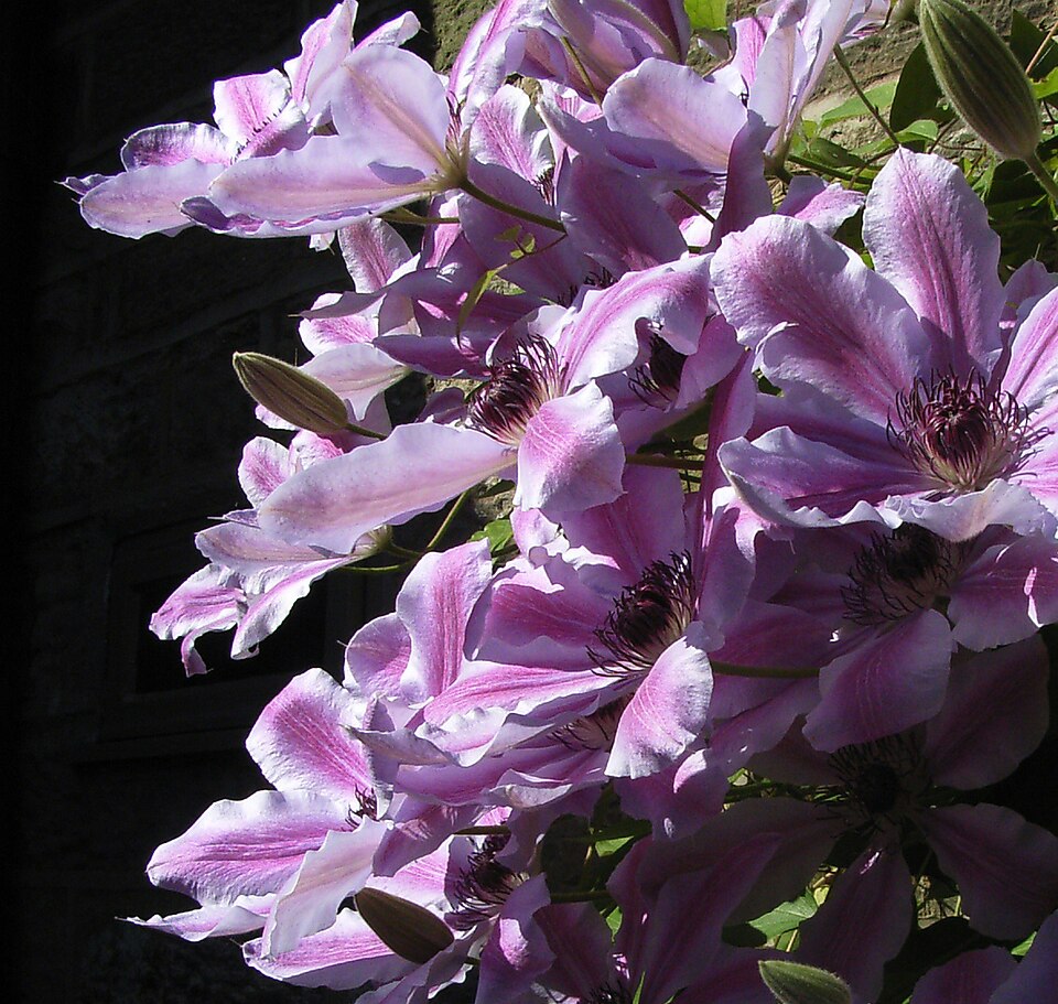 File:Cholmondeley019.JPG
