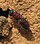 Stub icon