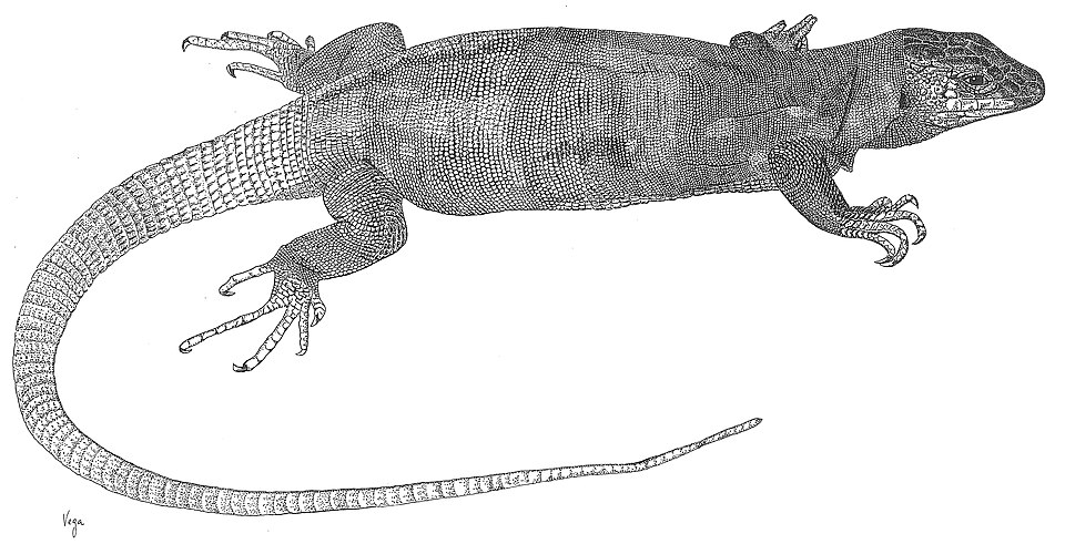 File:Gallotia simonyi-female.norarte.jpg