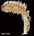 Thumbnail for version as of 21:00, 26 October 2015