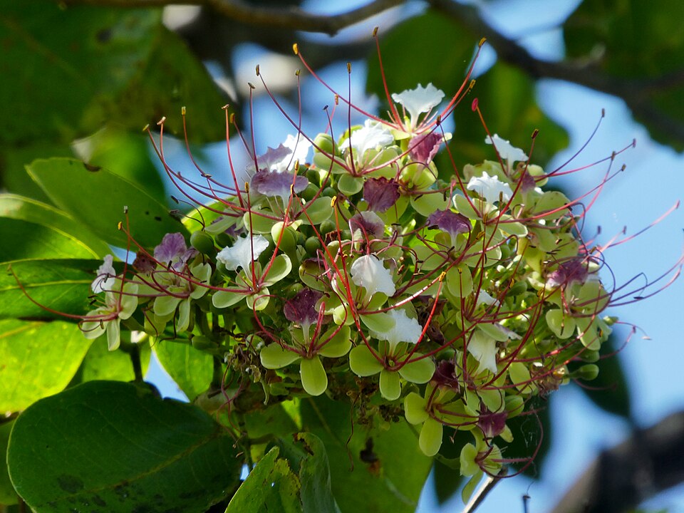 File:Intsia-bijuga-SF24199-14.jpg