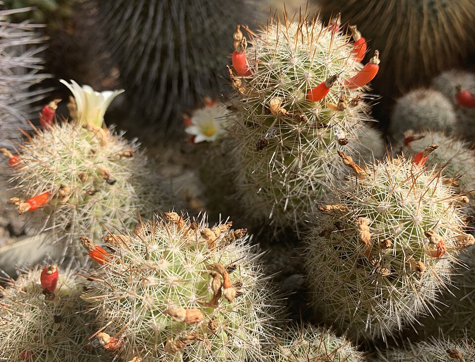 File:Mammillaria multidigitata 13951.jpg