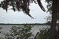Mobbly Bayou Upper Tampa Bay View