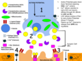 Thumbnail for version as of 20:54, 25 May 2022