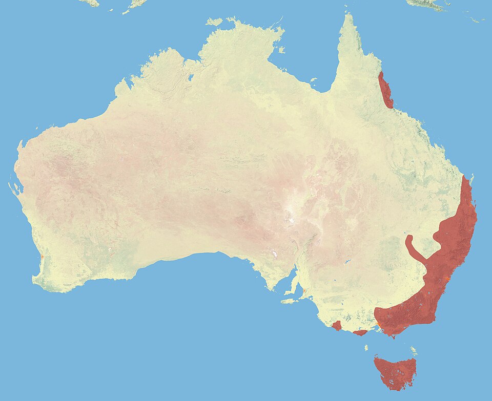 File:Spotted-tailed Quoll.JPG