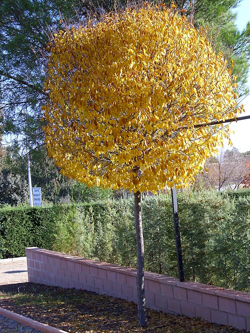 File:Ulmus prucera cultivar 2009November22 DehesaBoyaldePuertollano.jpg