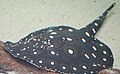 Thumbnail for version as of 02:46, 28 February 2007