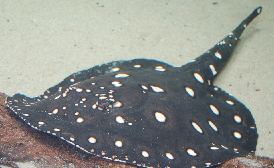 File:White-blotched River Stingray Potamotrygon leopoldi 2284px.jpg