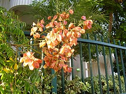 Yellow golden seed pods