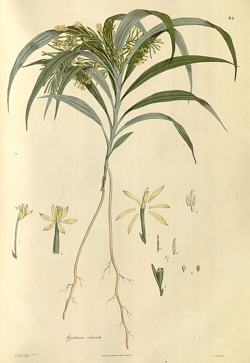 File:Apostasia wallichii.jpg