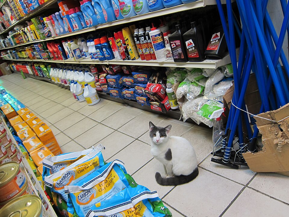 File:Bodega Cat Greenpoint.jpg