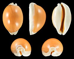 Callistocypraea aurantium 01