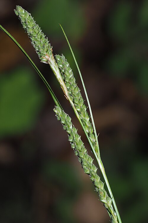 File:Carex virescens iNat-334453560 (2x3).jpg