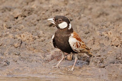 Chestnut-backed sparrow-lark Eremopterix leucotis melanocephalus ♂ Senegal
