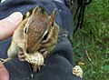Thumbnail for version as of 01:50, 16 June 2007