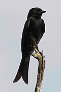 Fork-tailed or Common Drongo