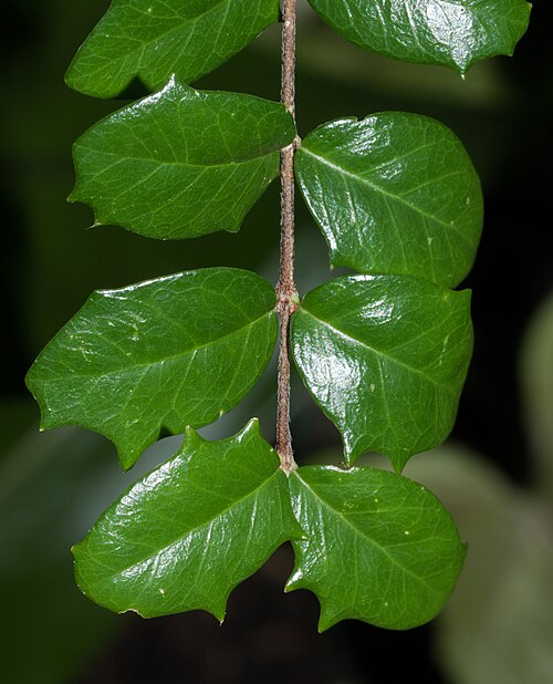 File:Dwarf holly leaves at BBG (50793).jpg