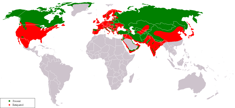 File:Gray Wolf Range.png