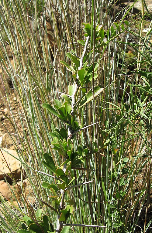 File:Gymnosporia buxifolia Branch.jpg