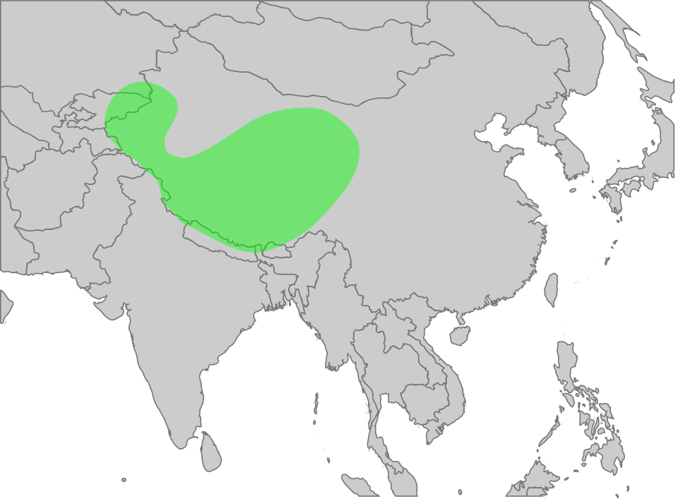 File:GypsHimalayensisMap.svg