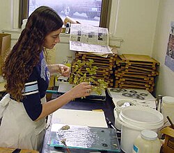 A botanist at work in the herbarium