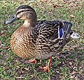 Mallard duck, Speculum feathers