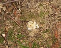 Lathraea clandestinaend of the rhizome