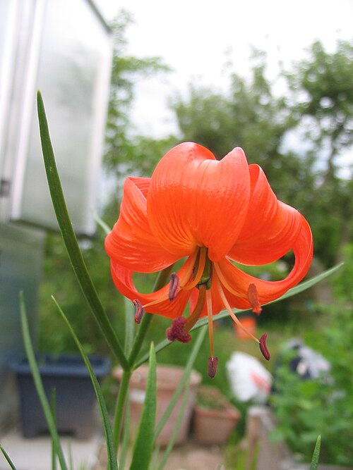 File:Lilium pumilum (Flower) 1.JPG