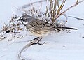 Sagebrush sparrow