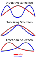 Request:Vectorise.
Taken by: Mliu92
New file: Selectiontypes-n0 images (vector).svg