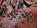 Thumbnail for version as of 19:24, 15 May 2015