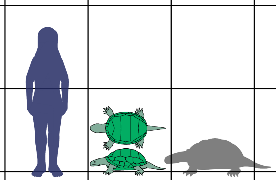 File:Triassic turtle size.png