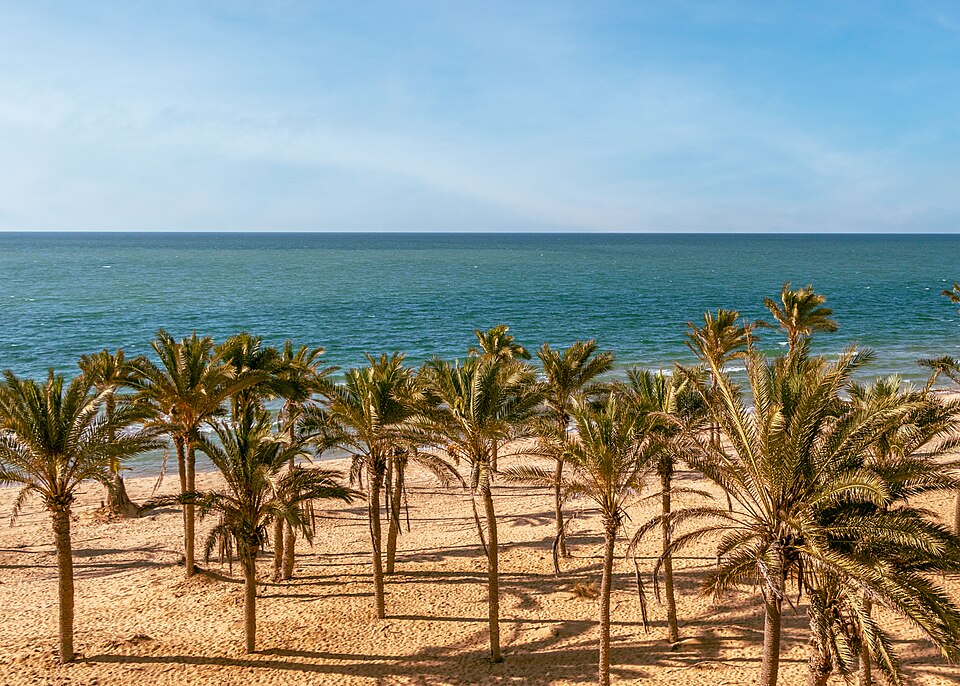 File:نخيل العريش.jpg