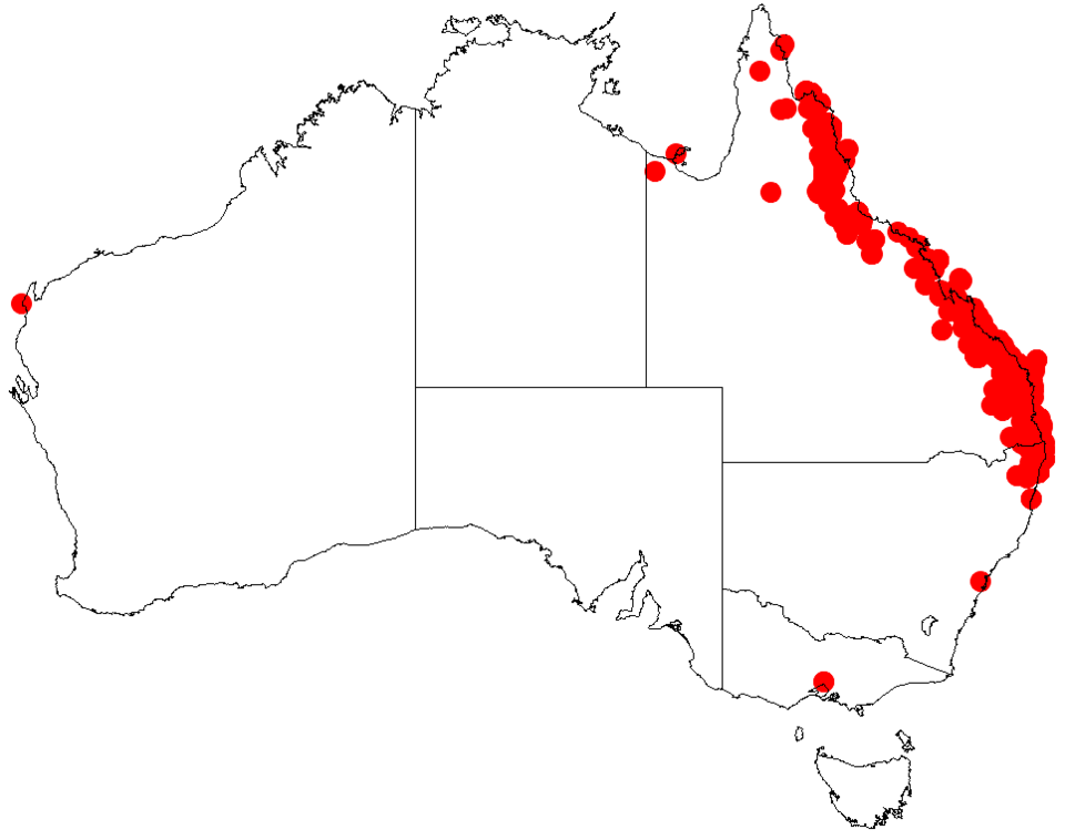 File:Acacia disparrimaDistMap296.png