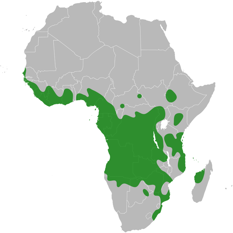 File:Baphia distribution.svg