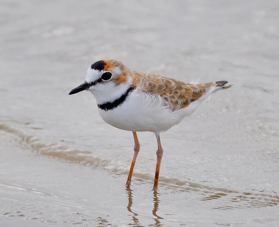 File:Charadrius collaris.jpg