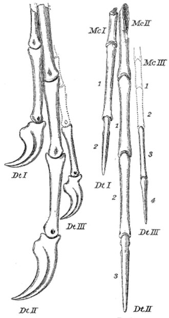 File:Chirostenotes pergraclis.jpg
