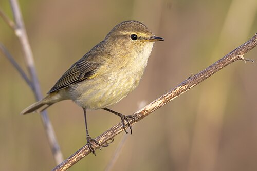 Common chiffchaff, by Alexis Lours