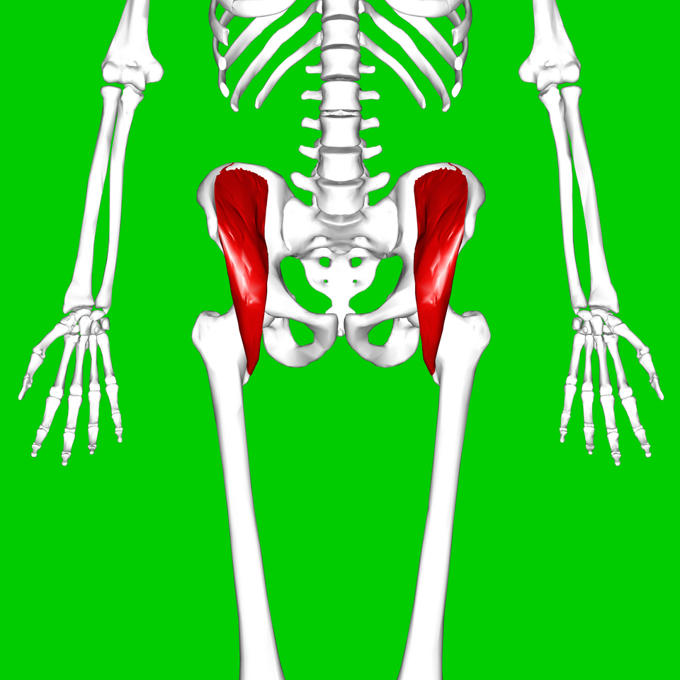 File:Iliacus muscle06.png