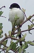 Common Fiscal