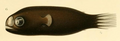 Thumbnail for version as of 06:42, 7 September 2017