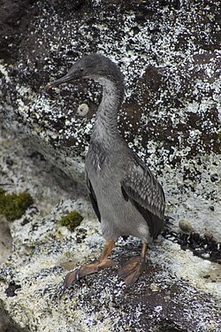 immature